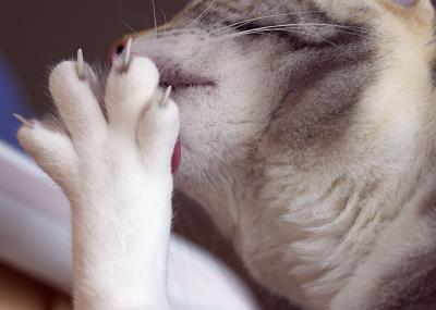 sadies toes.jpg