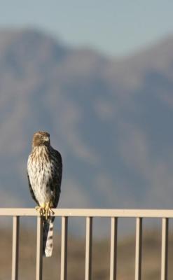 Hawk in my Backyard 1