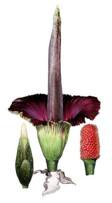 Titan Arum Botanical Drawing