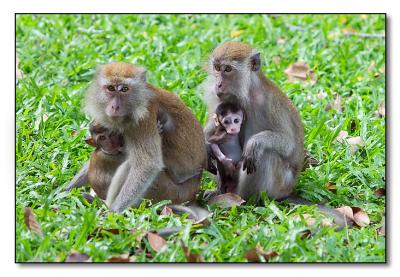 Macaques - Lower Pierce Reservoir