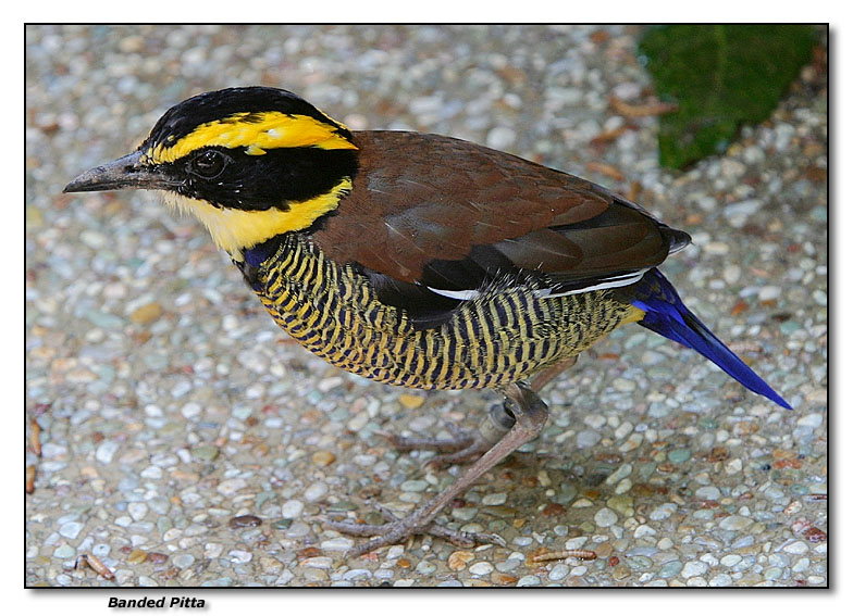 Banded Pitta