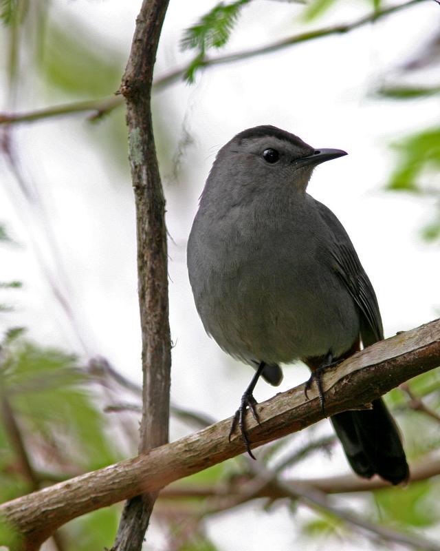 Cat Bird on branch.jpg