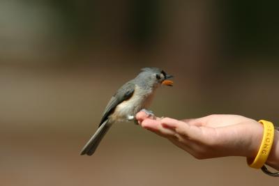 Titmouse grabbing a seed.jpg