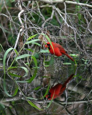 Cardinal and its reflection1.jpg