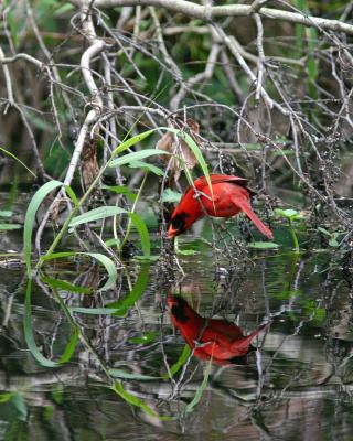 Cardinal and its reflection3.jpg