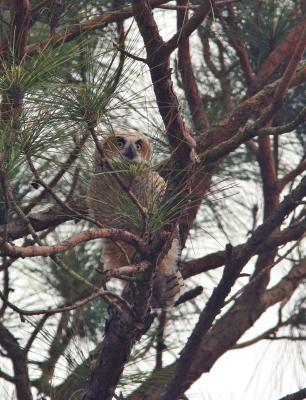 Baby Horned Owl off nest this week.jpg