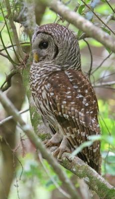 Barred Owl 3.jpg