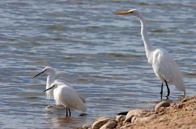u34/rafael_enrique/medium/41326594._MG_4039ThreeEgretsW.jpg