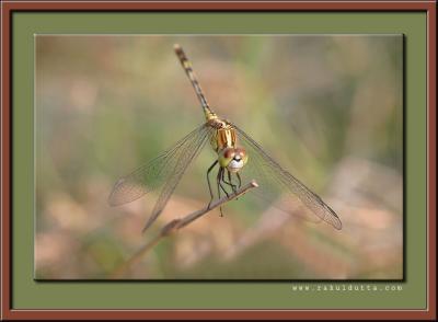IMG_4074s.jpg