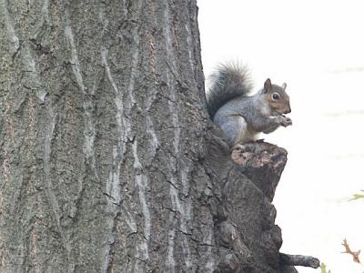 Afternoon Snack (cropped to 400mm equiv)