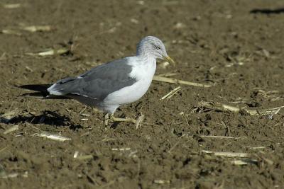 LBB Gull Wolfville 2.jpg