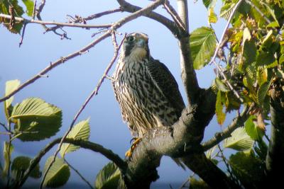 Resting Peregrine Windsor sewage.jpg