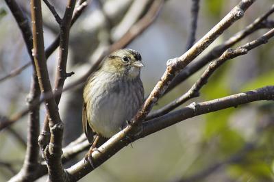 Swamp Sparrow Hartlen Pt.jpg