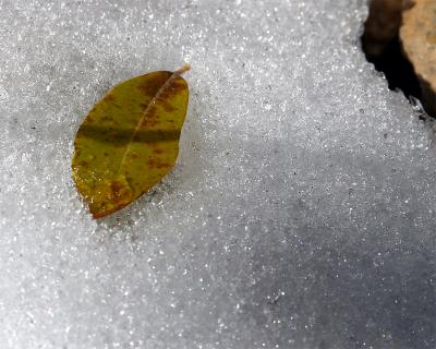 [October 8th] Snow leaf