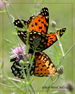 <h5><big>Regal Fritillary-Male and Female<br></big><em>Speyria idalia</h5></em>