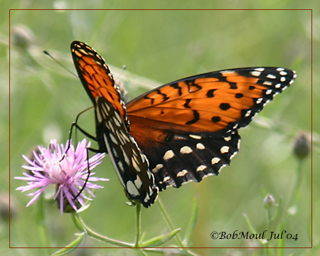 <h5><big>Regal Fritillary-Female<br></big><em>Speyria idalia</h5></em>