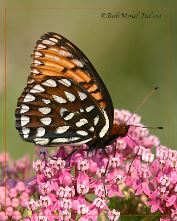 <h5><big>Regal Fritillary-Male<br></big><em>Speyria idalia</h5></em>