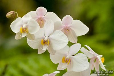 Lovely Orchids