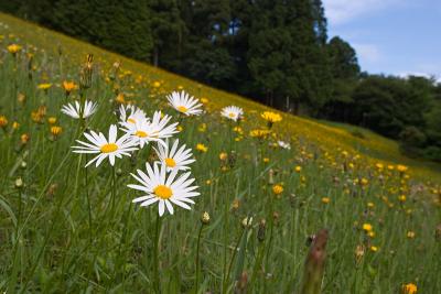 Field of Flowers in Hakone