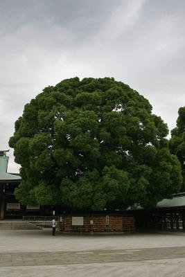Prayer Tree
