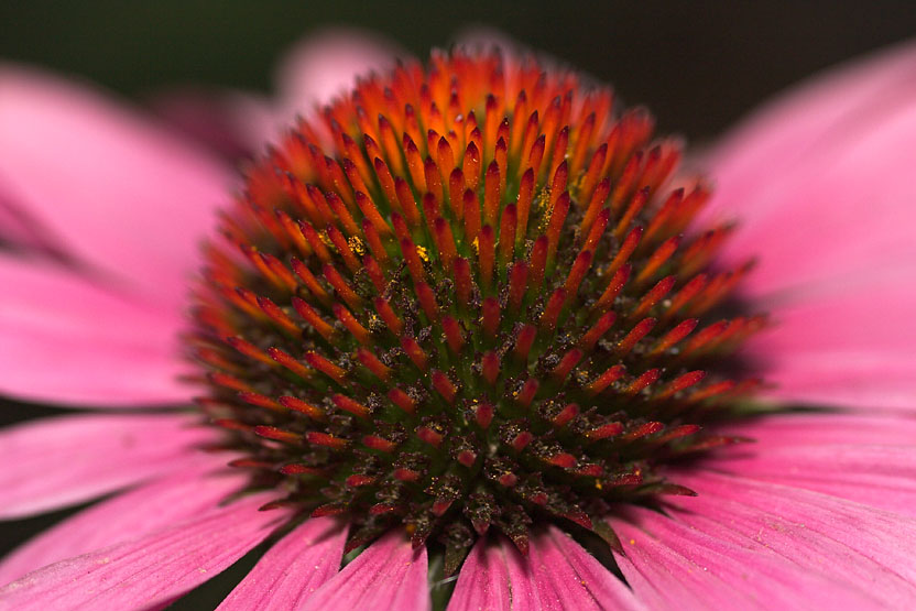 My Best flower shot of the Day