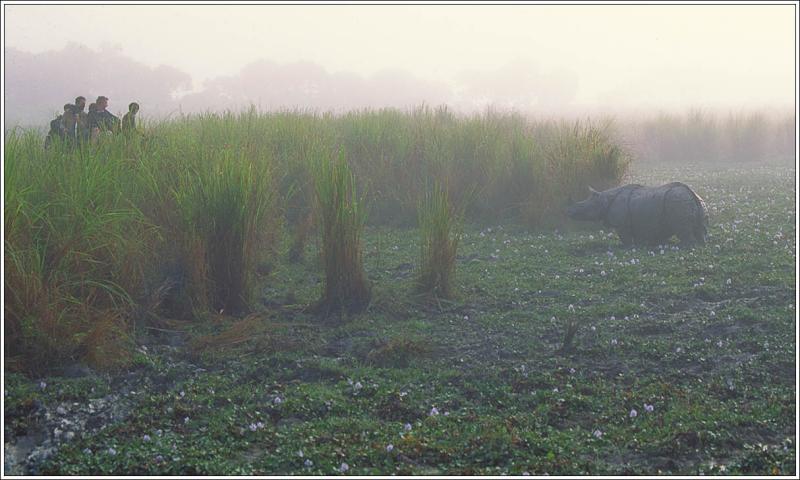 Confrontation at Dawn, Kaziranga