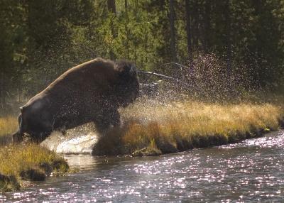 Buffalo splash