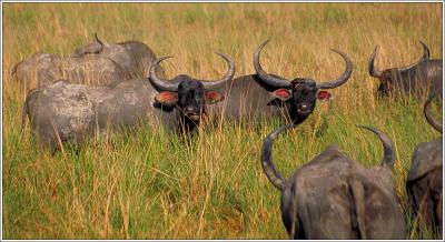 Wild Water Buffalo, Kaziranga