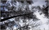 Stretching upwards