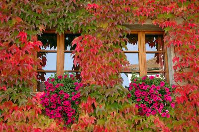 Blumenfenster