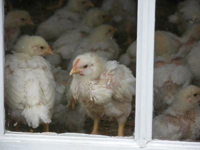 Chicks in Waiting.JPG