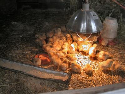 StotzBabyChickies.jpg