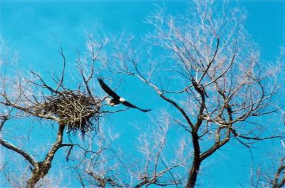 bald eagle in so. california