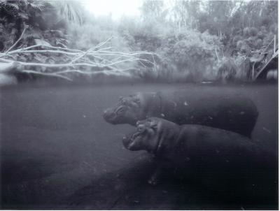hippo's