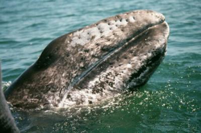 gray whale in baja