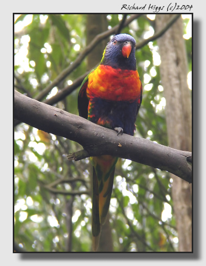 Rainbow Lorikeet