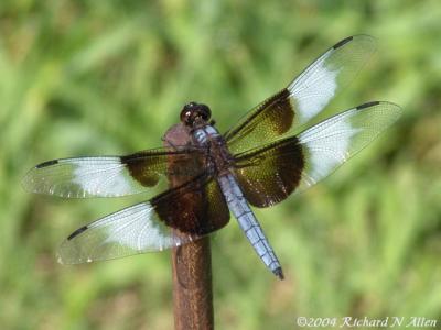 Widow Skimmer (male)