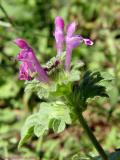 Henbit