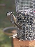 Carolina Chickadee