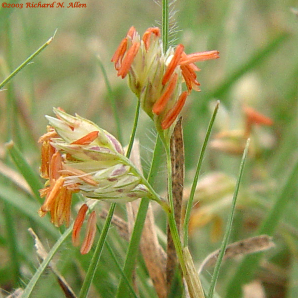 Buffalo grass