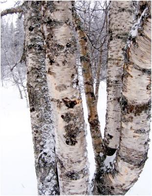 Tree bark after snow storm