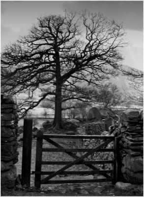 Langdale Farm Gate & Tree