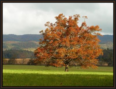 JPG SB a tree PA181647.jpg