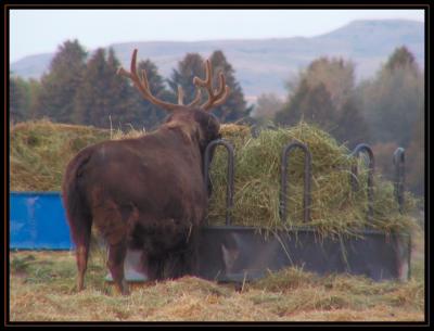 JPG Buffalelk P6267462.jpg