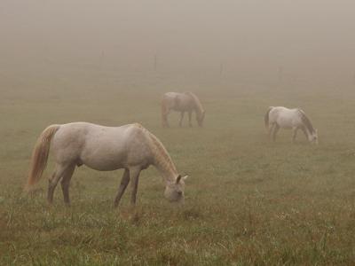 JPG 2S Horses Fog DSC_2944.jpg