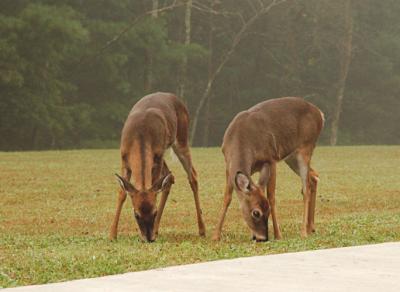 JPG S Doe Pair DSC_2903.jpg