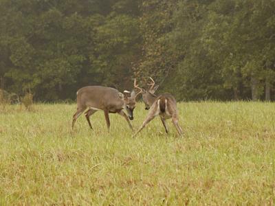 JPG S Fighting Bucks DSC_3009.jpg