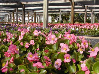 JPG CS Pink Flowers P3242242.jpg