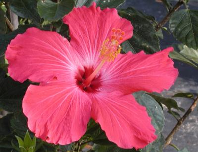 JPG CS Hibiscus P3242301.jpg