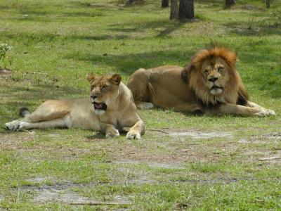 JPG CS 2 Lions P3252355.jpg